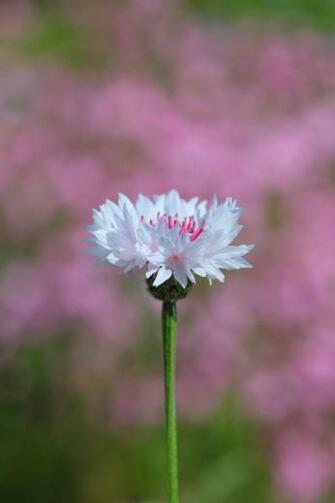 Tiny Flower Wallpaper iPhone