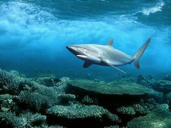 Wallpaper Sharks Desktop