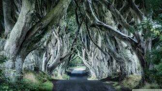 Dark Hedges Northern Ireland 4k HD Desktop Wallpaper For