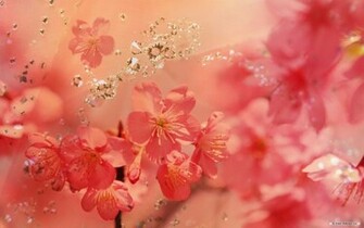 Rose Flowers Wallpaper Flower