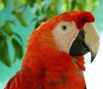 Tropical Birds Wallpaper