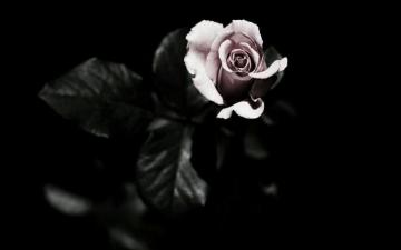 Black Rose Aesthetic Wallpaper On