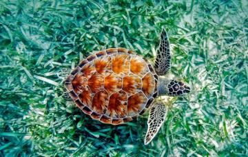 Wallpaper Sea Algae Hawaii Reptile Green Turtle Image For