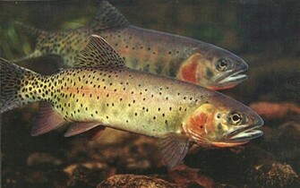 Cutthroat Trout Wallpaper