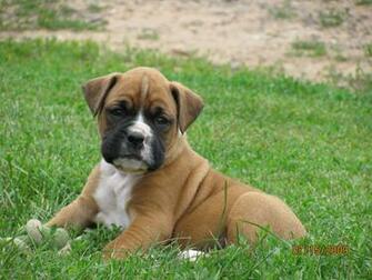 Cutest Boxer Dog For