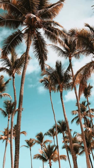Check Out This Super Cute Palm Tree Wallpaper