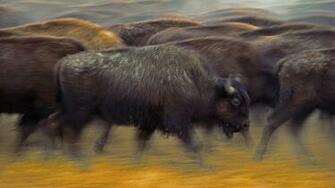 American Bison Near Fort Pierre South Dakota Wallpaper By T1000