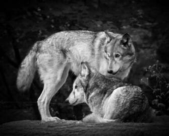 Black And White Wolf Desktop Wallpaper HDblackwallpaper