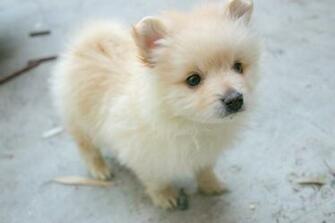 Pomeranian Husky White Is About Wallpaper For Desktop