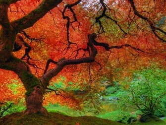 Fall Colors Wallpaper