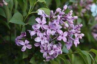 Picture Of Lilac Flowers Wallpaper Picswallpaper