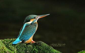 Wallpaper Kingfisher Wildlife Animals Birds Desktop Picture