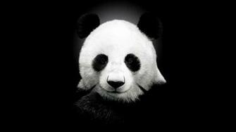 Black Panda Wallpaper Is A Hi Res For Pc Desktops Laptops