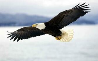 American Eagle Flying HD Wallpaper Background Image