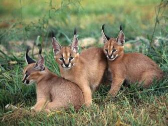 Wallpaper Big Cats Animals In Jpg Format For