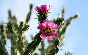 Cactus Flowers Wallpaper Flower
