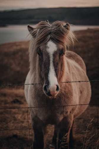 Brown And White Horse On Field During Daytime Photo