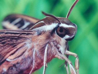 Flying Kiwi Moth Photo Galleries Wallpaper