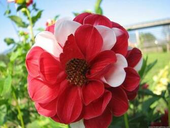 Wallpaper Flowers Gardens Background Red White Flower
