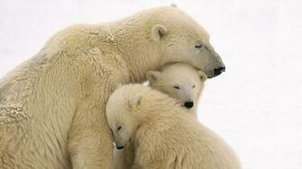 Polar Bear HD For