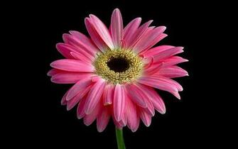 Wallpaper Flower Pink Favorite Windows Beautiful