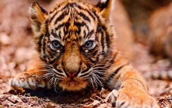 D Accueil Animaux Fonds Cran HD B Tigre Fermer