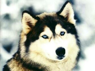 Dog Wallpaper Image And Animals Pictures