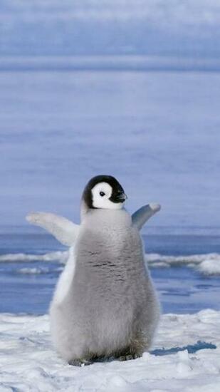 Penguin Wallpaper iPhone Adorable Baby Penguins