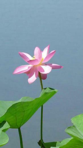Lotus Flower iPhone Wallpaper