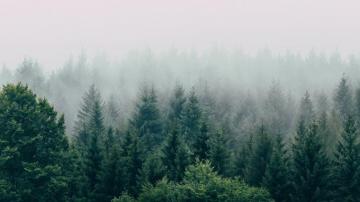 Forest Fog Aerial Trees Sky 4k Wallpaper Nature