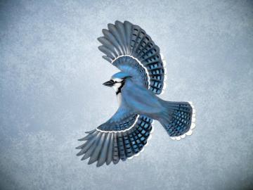 Cool Wallpaper Blue Jay