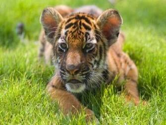 High Definition Wallpaper Photo Baby Html