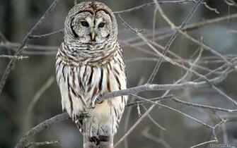 Owl Desktop Wallpaper19201200