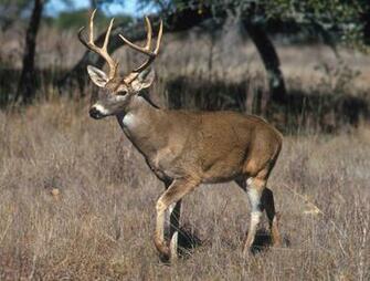 Wallpaper Deer Hunting
