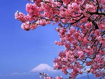 Indahnya Sekuntum Sakura The New Beginning