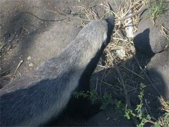 Honey Badger By Khialat