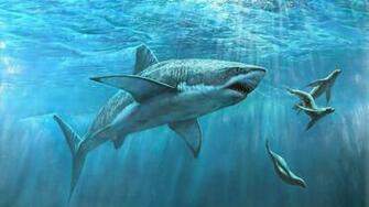 Shark Hunting Seals Wallpaper