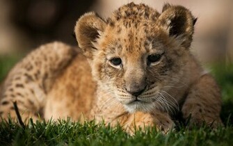 Lion Cub Widescreen Wallpaper