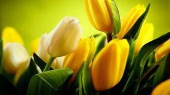 Wallpaper HD Background Screensavers 1920p