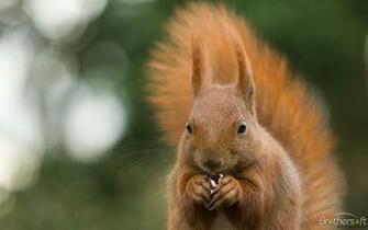 Squirrel Wallpaper