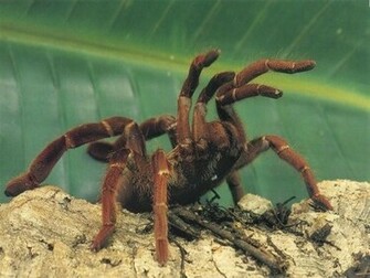 Spider Wallpaper Enjoy For Your Computer
