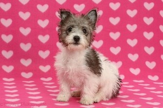 Jack Russell X Westie Pup