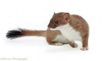 Stoat Photo Wp28485