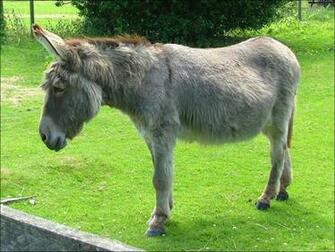 Donkey Wallpaper Fun Animals Wiki Videos Pictures