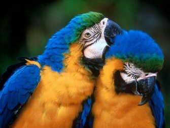 Love Birds