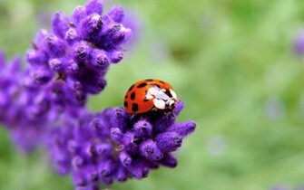Ladybug Computer Wallpaper Desktop Background Id