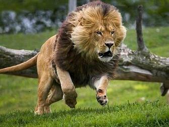 Lion Mount Help Africahunting