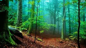 Trippy Nature Wallpaper