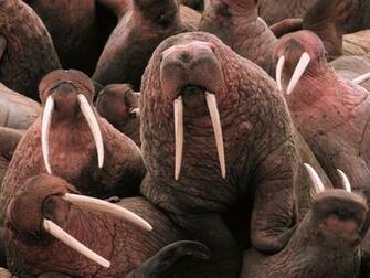 Pacific Walrus Wallpaper