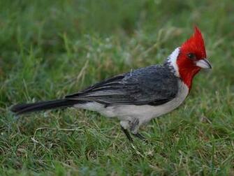 Animals S Birds Desktop Wallpaper Bird Beautiful